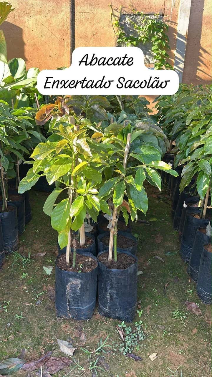 Foto: Abacate no viveiro do Horto Moura Brasil (etiqueta: “Abacate Enxertado Sacolão”).