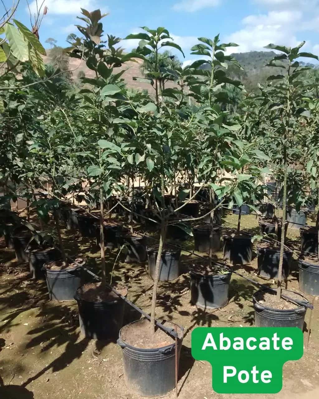 Foto: Abacate no viveiro do Horto Moura Brasil (etiqueta: “Abacate Pote”).