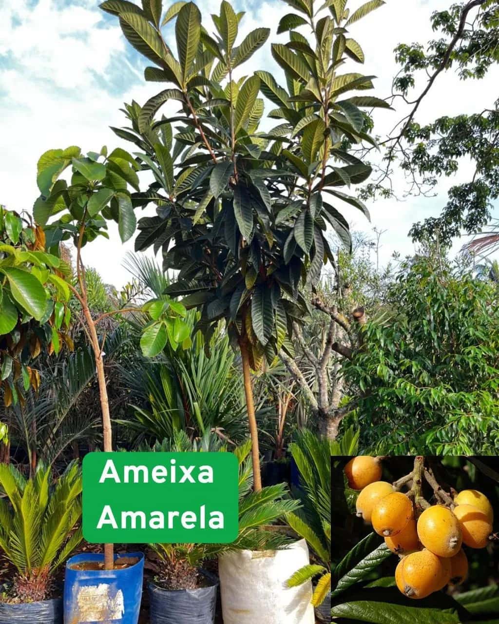 Foto: Ameixa amarela no viveiro do Horto Moura Brasil (etiqueta: “Ameixa Amarela”).