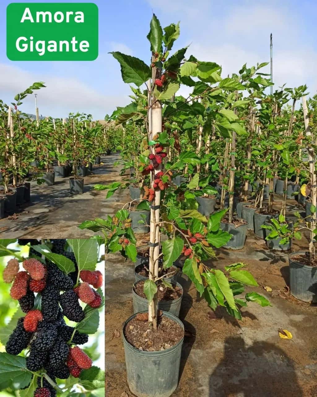Foto: Amora gigante no viveiro do Horto Moura Brasil (etiqueta: “Amora Gigante”).