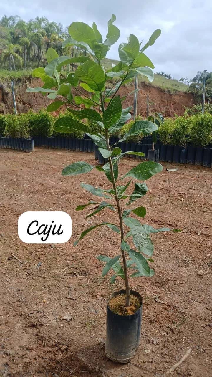 Foto: Caju no viveiro do Horto Moura Brasil (etiqueta: “Caju”).