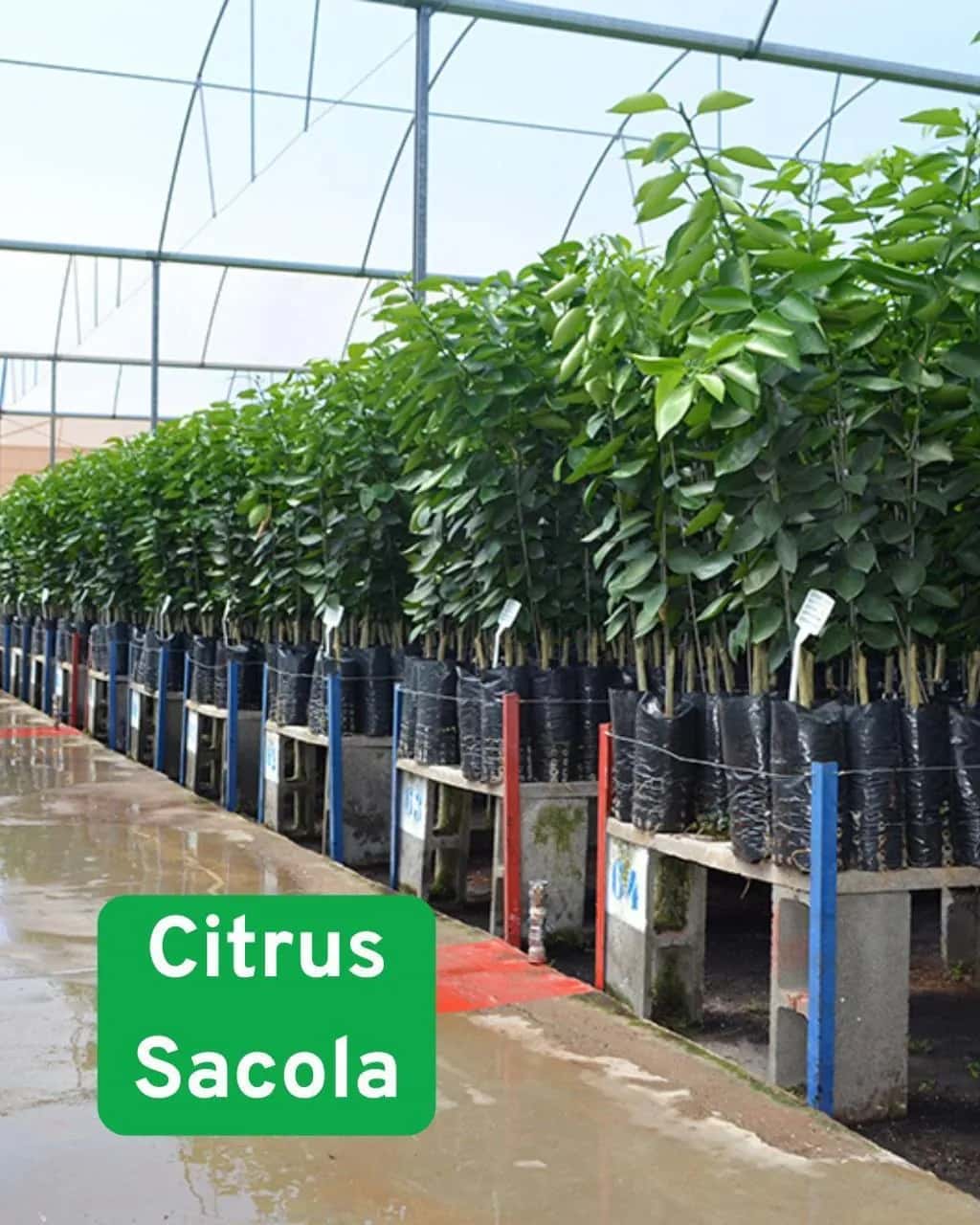 Foto: Cítrus no viveiro do Horto Moura Brasil (etiqueta: “Citrus Sacola”).