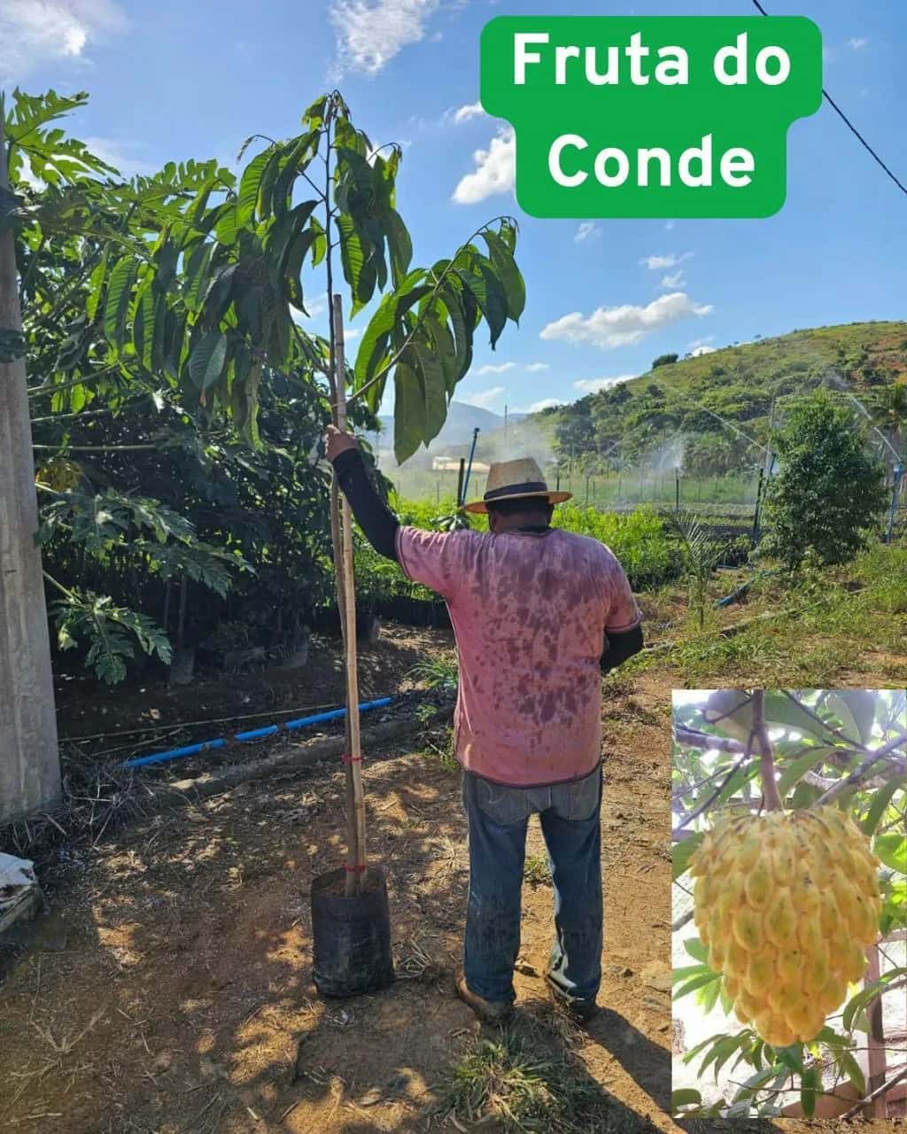 Foto: Fruta-do-conde no viveiro do Horto Moura Brasil (etiqueta: “Fruta do Conde”).