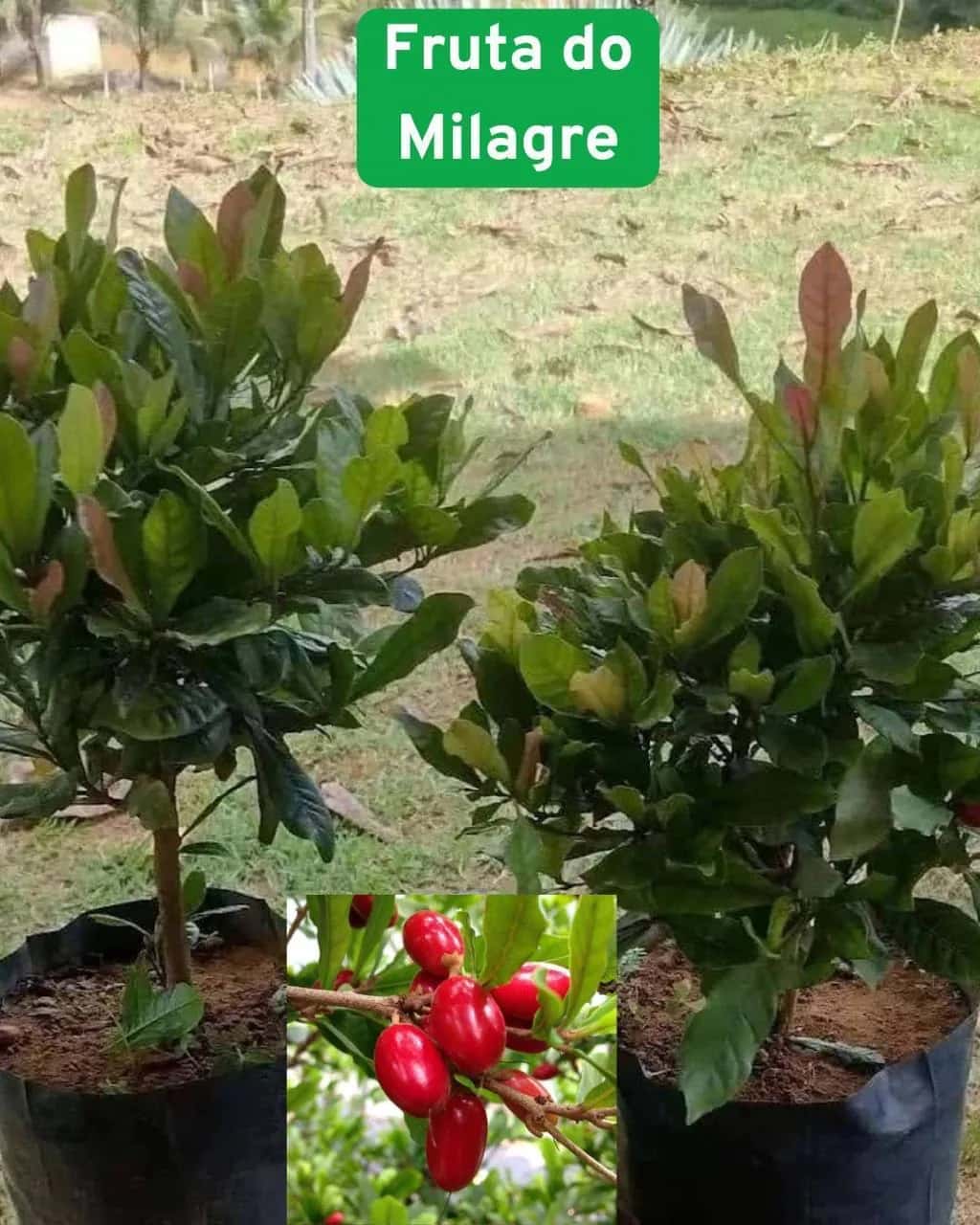 Foto: Fruta-do-milagre no viveiro do Horto Moura Brasil (etiqueta: “Fruta do Milagre”).