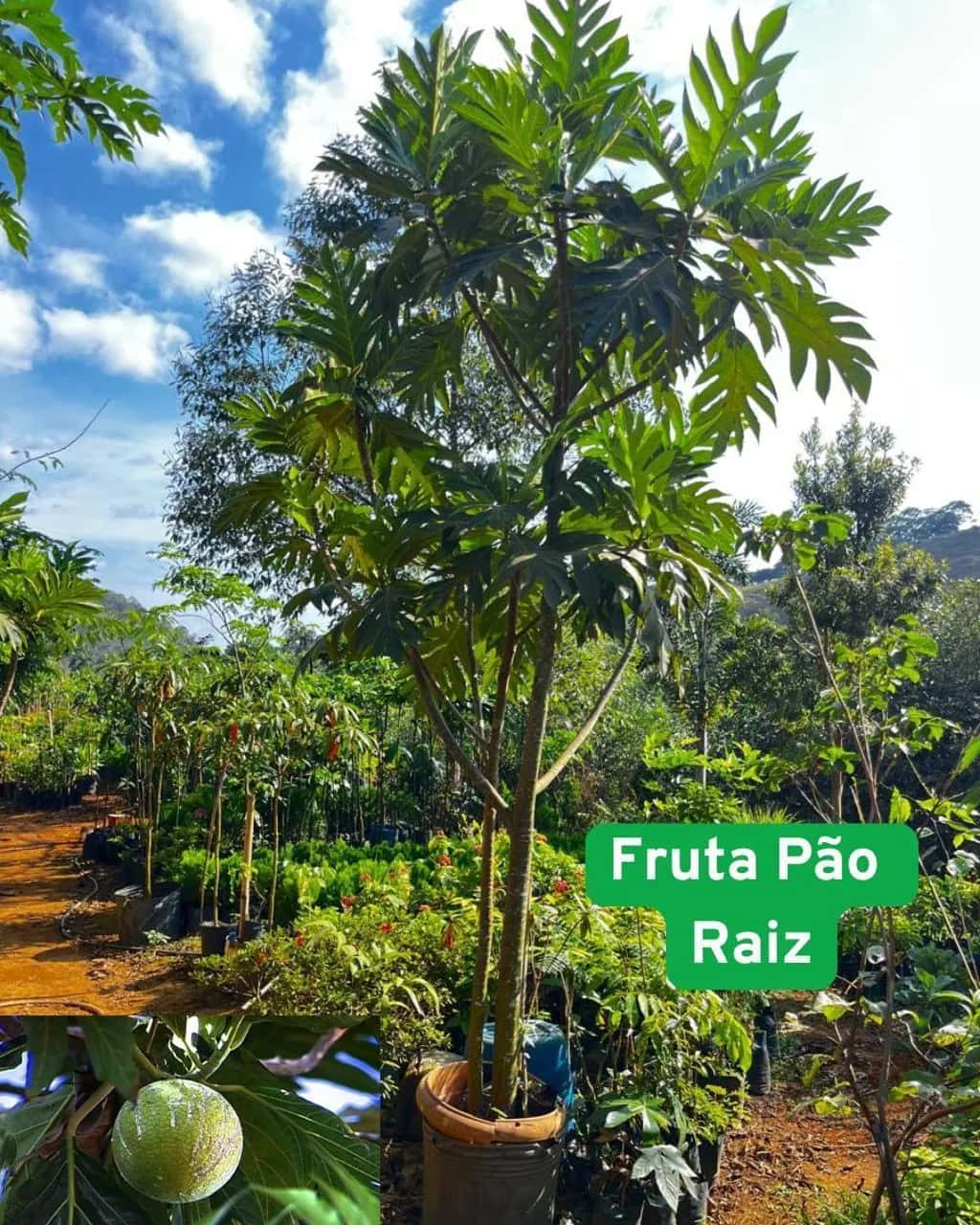Foto: Fruta-pão no viveiro do Horto Moura Brasil (etiqueta: “Fruta Pão Raiz”).