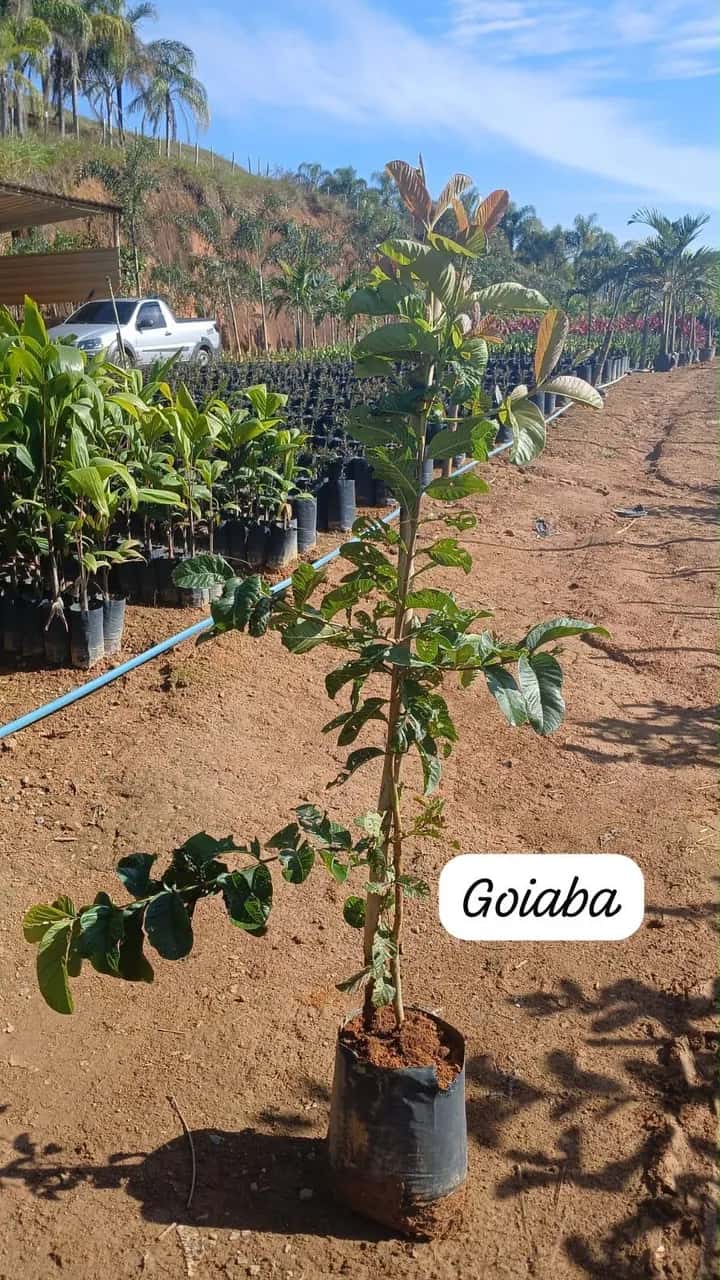 Foto: Goiaba no viveiro do Horto Moura Brasil (etiqueta: “Goiaba”).