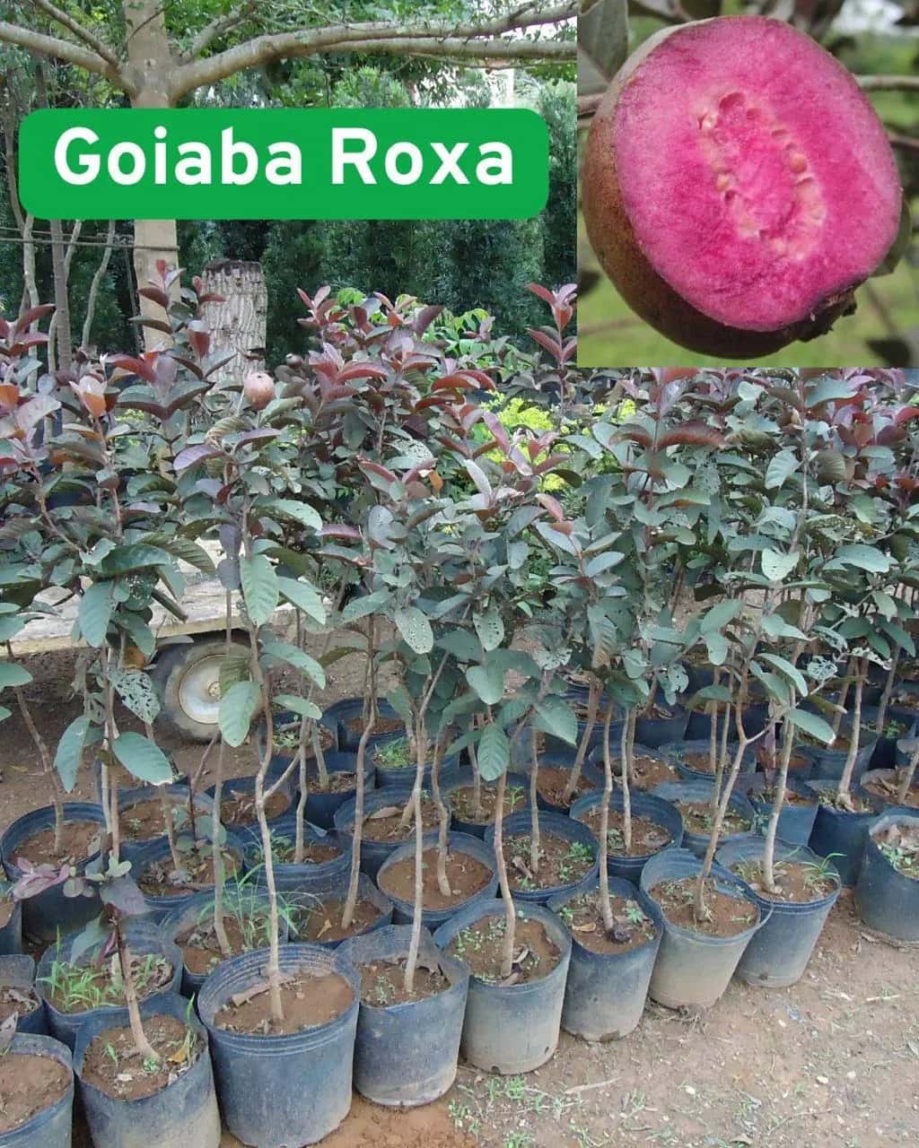 Foto: Goiaba roxa no viveiro do Horto Moura Brasil (etiqueta: “Goiaba Roxa”).