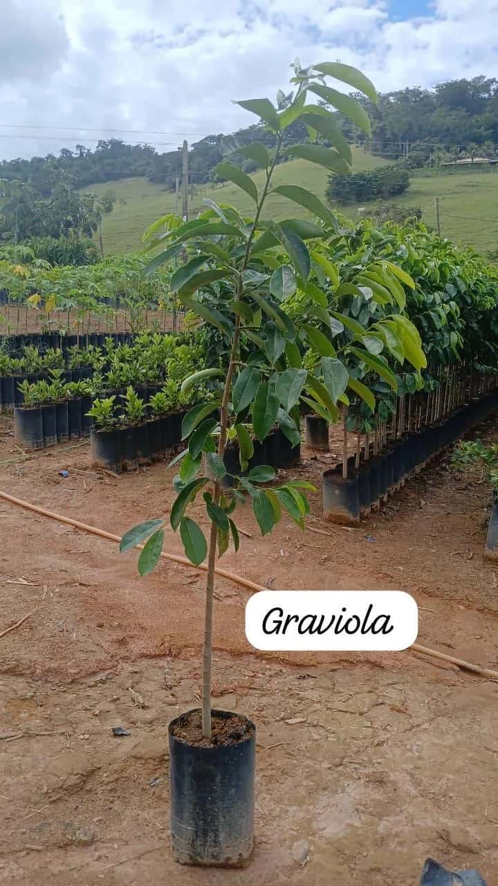 Foto: Graviola no viveiro do Horto Moura Brasil (etiqueta: “Graviola”).