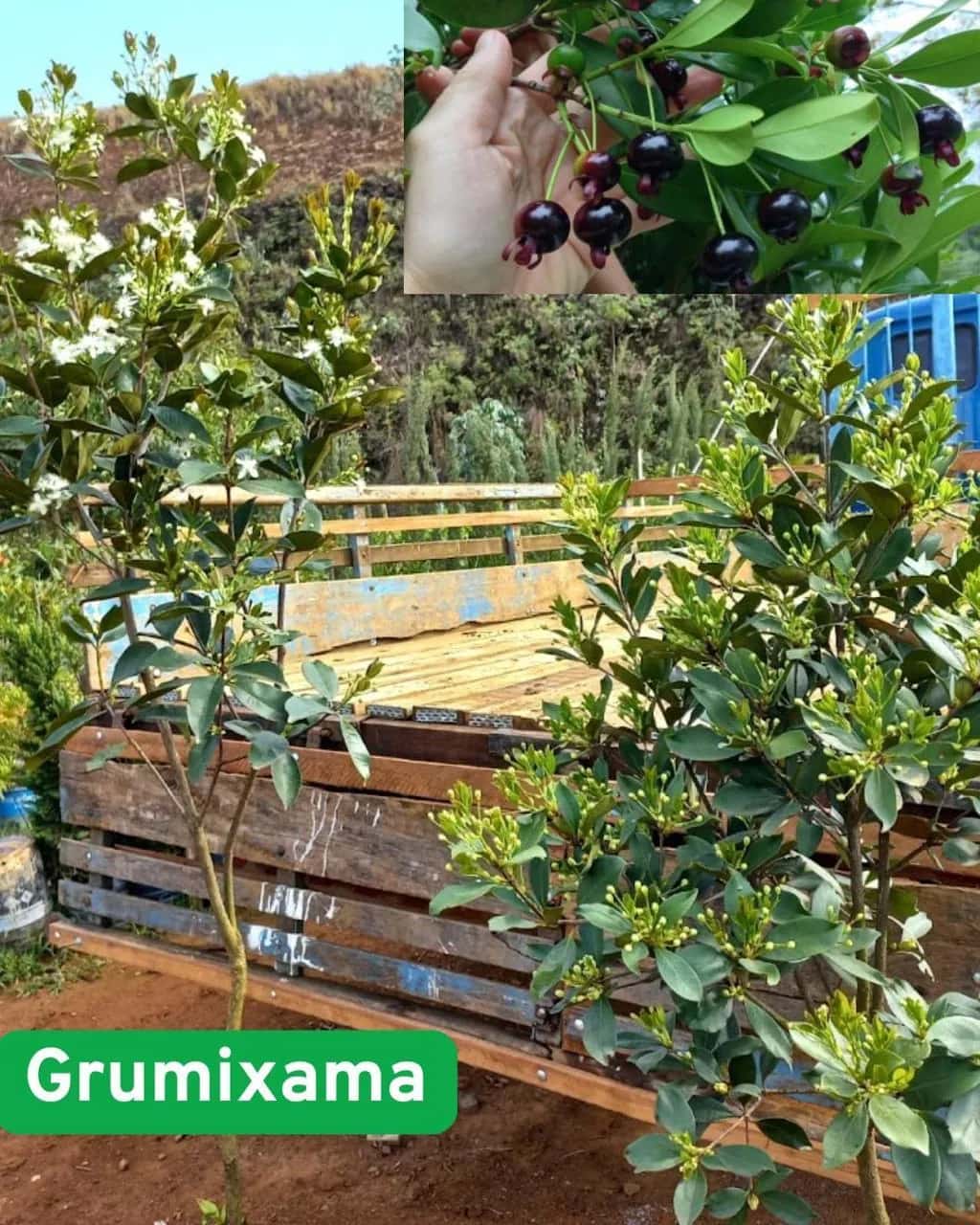 Foto: Grumixama no viveiro do Horto Moura Brasil (etiqueta: “Grumixama”).