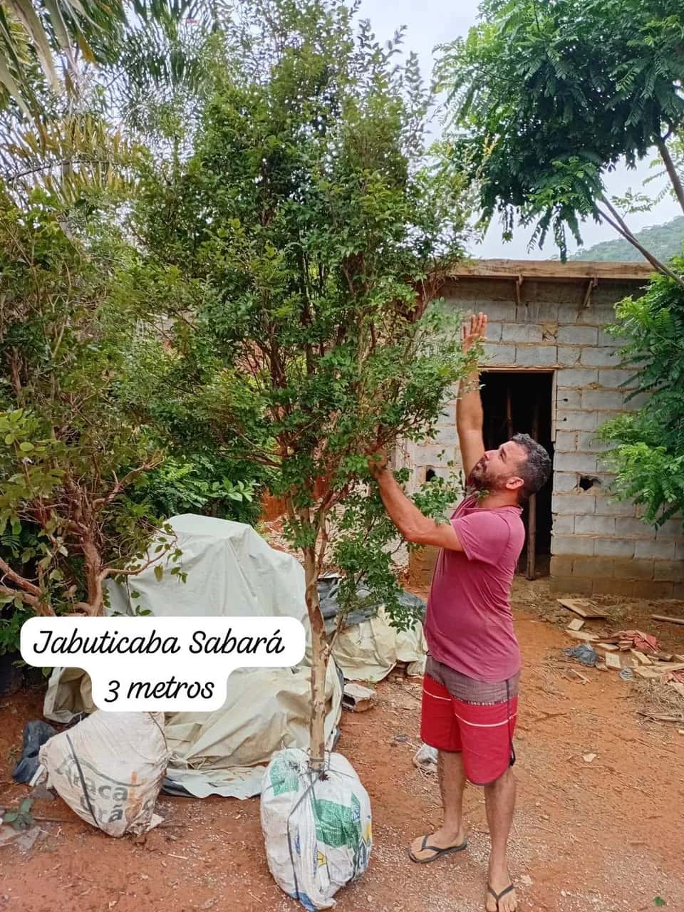 Foto: Jabuticaba Sabará no viveiro do Horto Moura Brasil (etiqueta: “Jabuticaba Sabará 3 metros”).