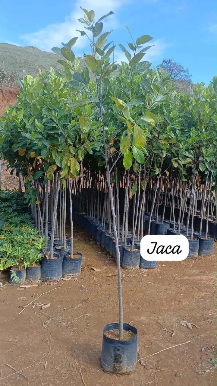 Foto: Jaca no viveiro do Horto Moura Brasil (etiqueta: “Jaca”).