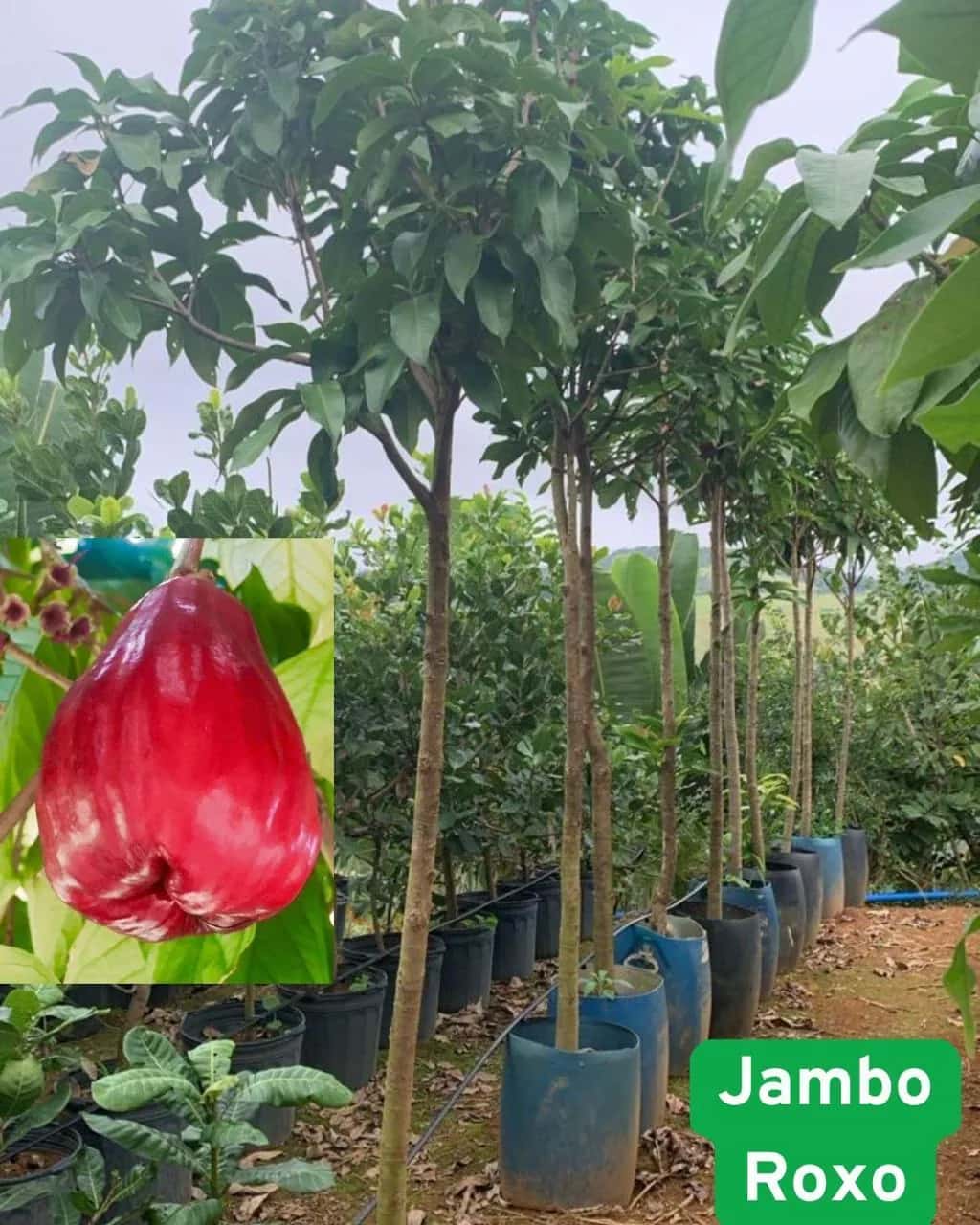 Foto: Jambo roxo no viveiro do Horto Moura Brasil (etiqueta: “Jambo Roxo”).