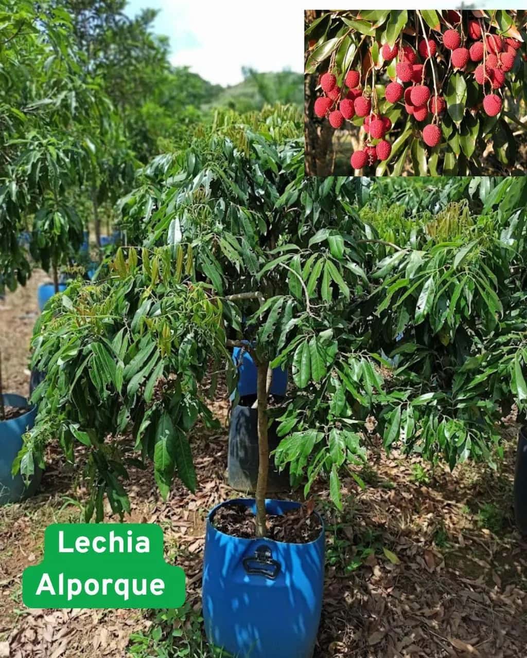 Foto: Lichia no viveiro do Horto Moura Brasil (etiqueta: “Lechia Alporque”).