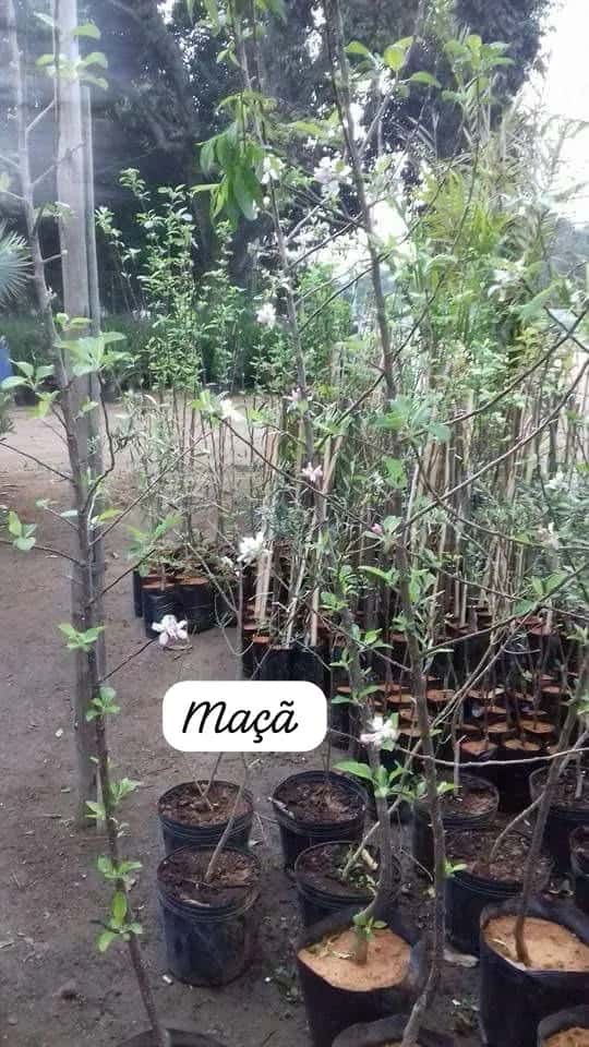 Foto: Maçã no viveiro do Horto Moura Brasil (etiqueta: “Maçã”).