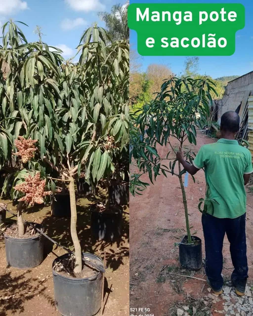 Foto: Manga no viveiro do Horto Moura Brasil (etiqueta: “Manga pote e sacolão”).