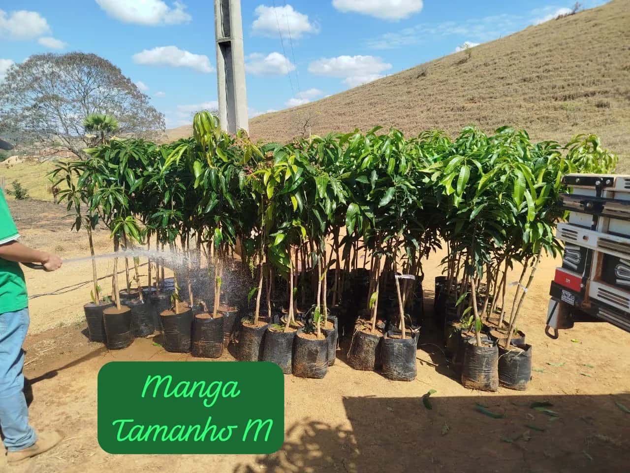 Foto: Manga no viveiro do Horto Moura Brasil (etiqueta: “Manga Tamanho M”).