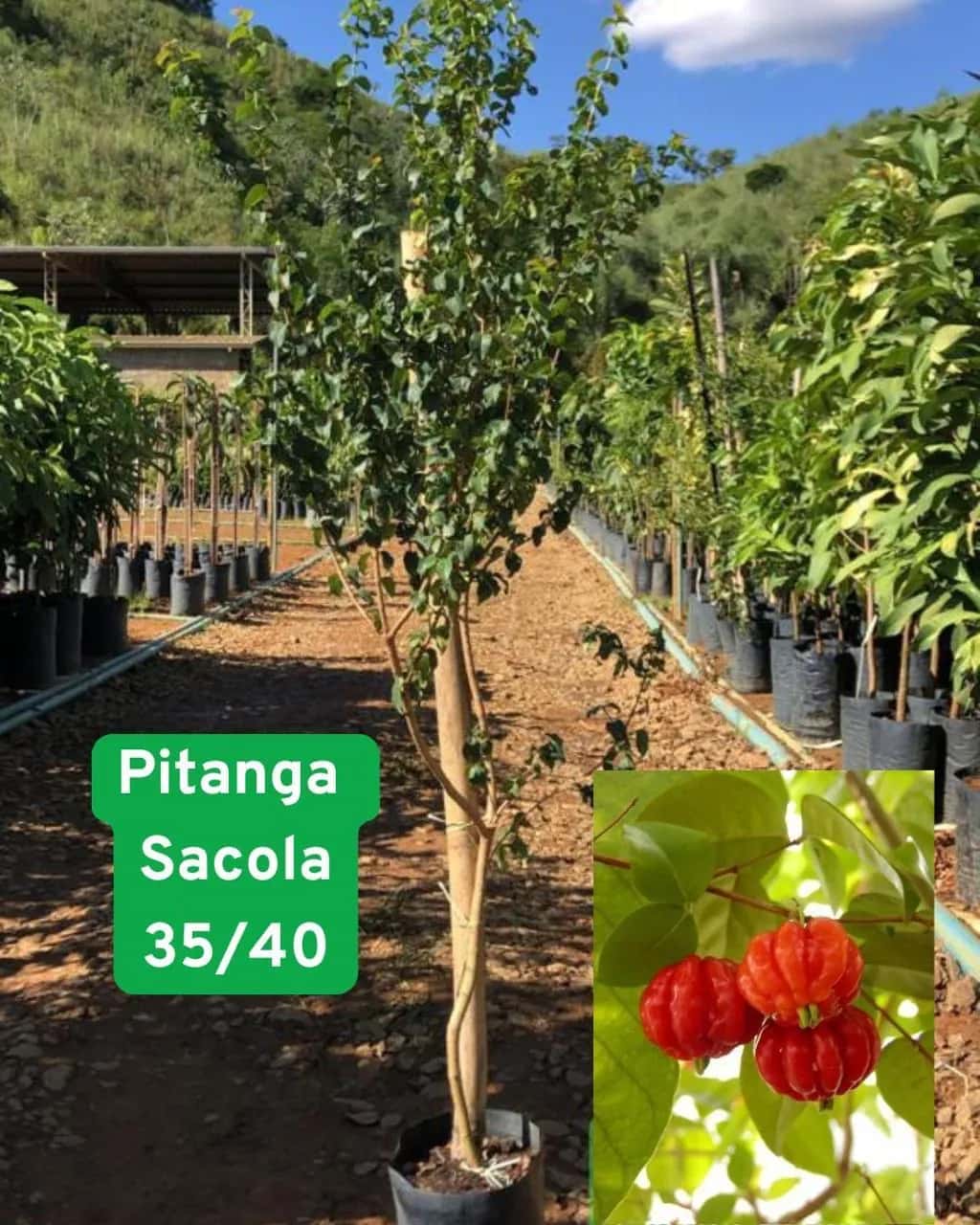 Foto: Pitanga no viveiro do Horto Moura Brasil (etiqueta: “Pitanga Sacola 35/40”).