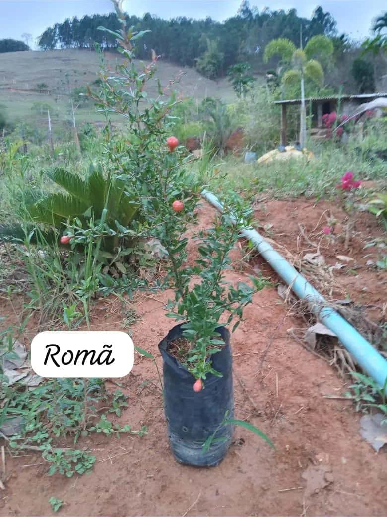 Foto: Romã no viveiro do Horto Moura Brasil (etiqueta: “Romã”).