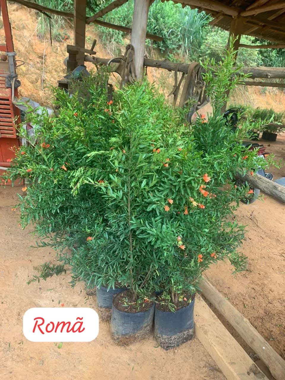Foto: Romã no viveiro do Horto Moura Brasil (etiqueta: “Romã”).