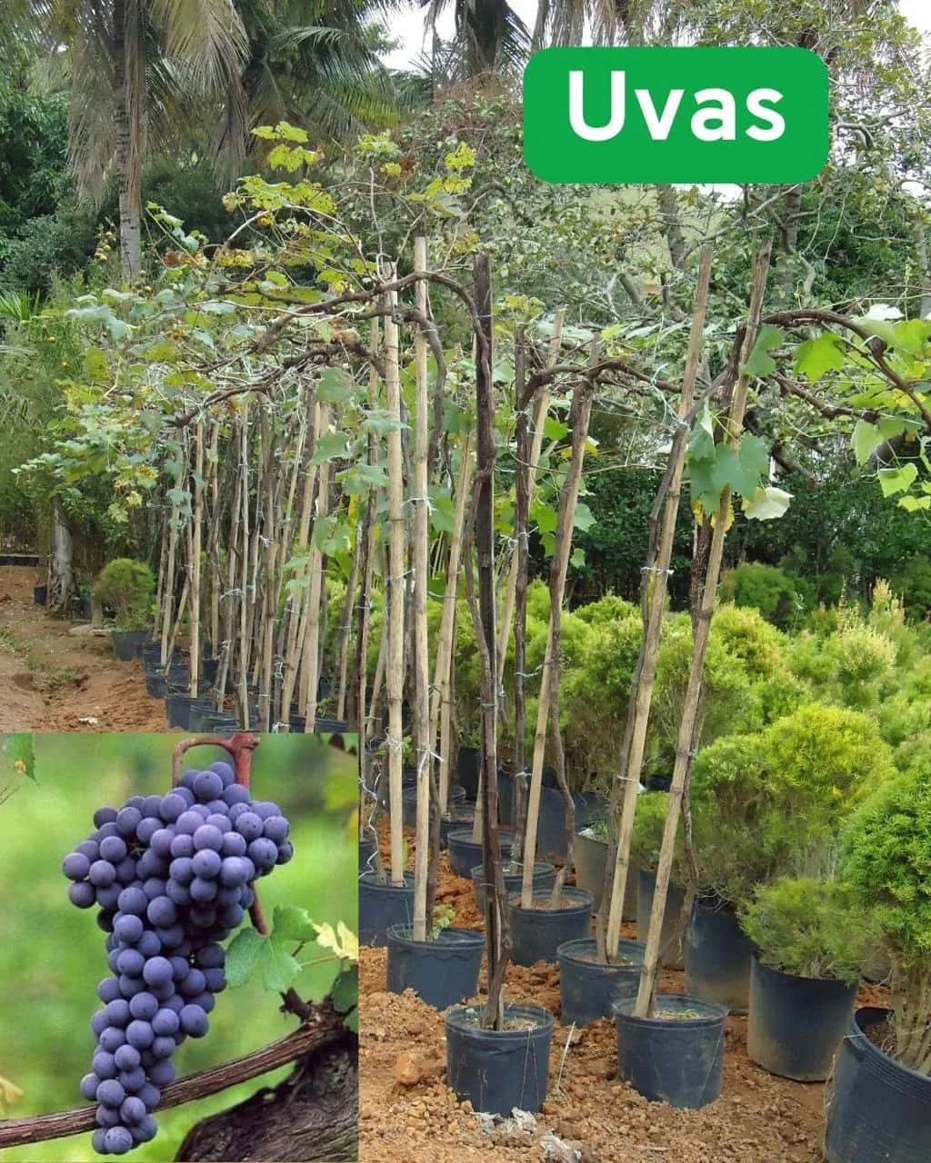 Foto: Uva no viveiro do Horto Moura Brasil (etiqueta: “Uvas”).