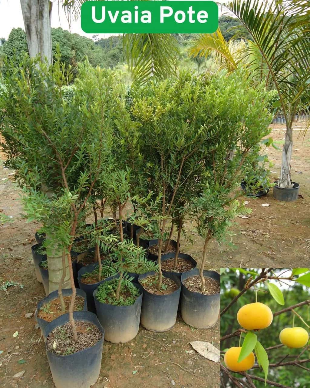 Foto: Uvaia no viveiro do Horto Moura Brasil (etiqueta: “Uvaia Pote”).