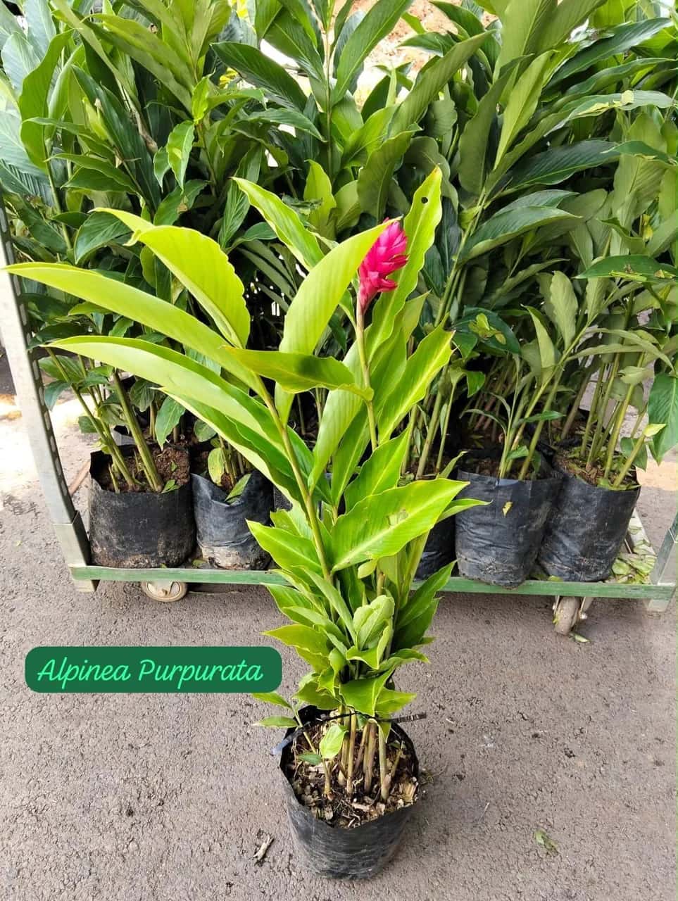 Foto: Alpínia purpurata no viveiro do Horto Moura Brasil (etiqueta: “Alpinea Purpurata”).