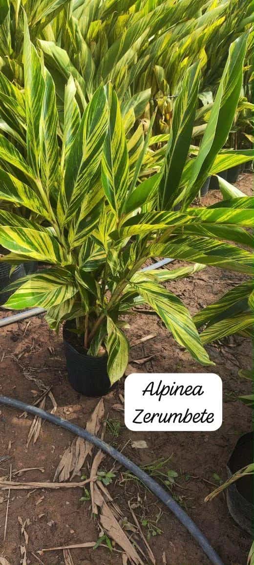 Foto: Alpínia zerumbet no viveiro do Horto Moura Brasil (etiqueta: “Alpinea Zerumbete”).