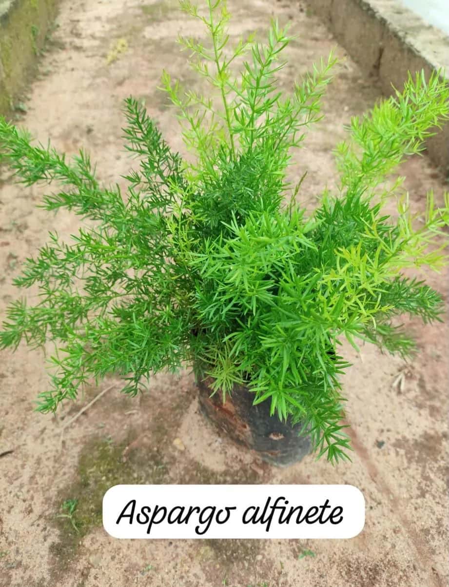 Foto: Aspargo alfinete no viveiro do Horto Moura Brasil (etiqueta: “Aspargo alfinete”).