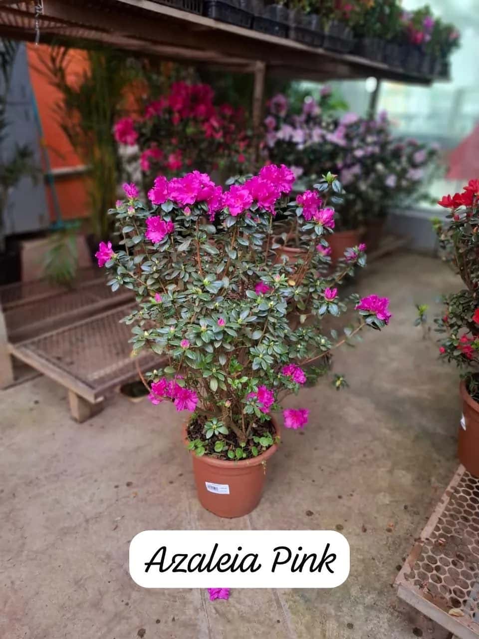 Foto: Azaleia pink no viveiro do Horto Moura Brasil (etiqueta: “Azaleia Pink”).