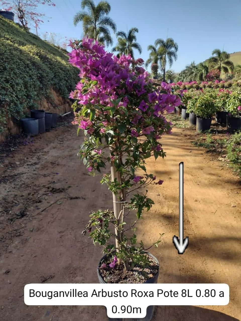 Foto: Buganvília arbusto roxa no viveiro do Horto Moura Brasil (etiqueta: “Bouganvillea Arbusto Roxa Pote 8L 0.80 a 0.90m”).