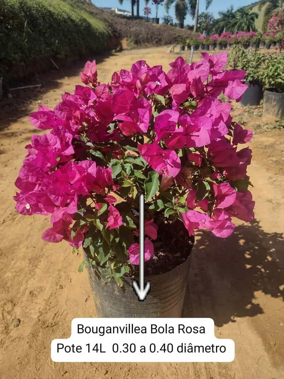 Foto: Buganvília bola rosa no viveiro do Horto Moura Brasil (etiqueta: “Bouganvillea Bola Rosa Pote 14L 0.30 a 0.40 diâmetro”).