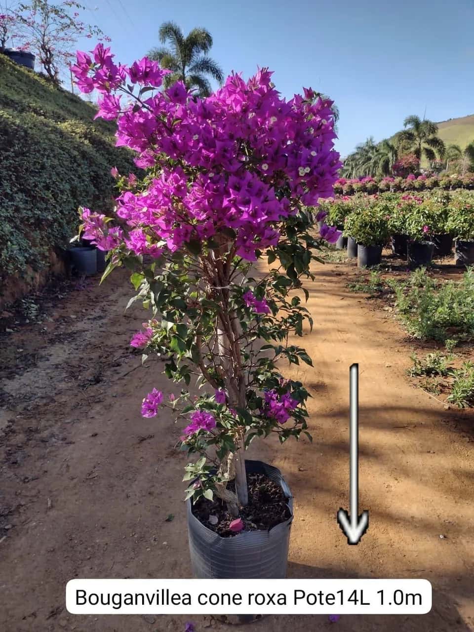 Foto: Buganvília cone roxa no viveiro do Horto Moura Brasil (etiqueta: “Bouganvillea cone roxa Pote14L 1.0m”).