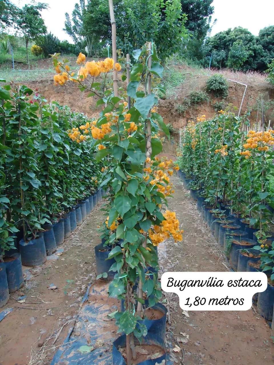 Foto: Buganvília estaca no viveiro do Horto Moura Brasil (etiqueta: “Buganvília estaca 1,80 metros”).