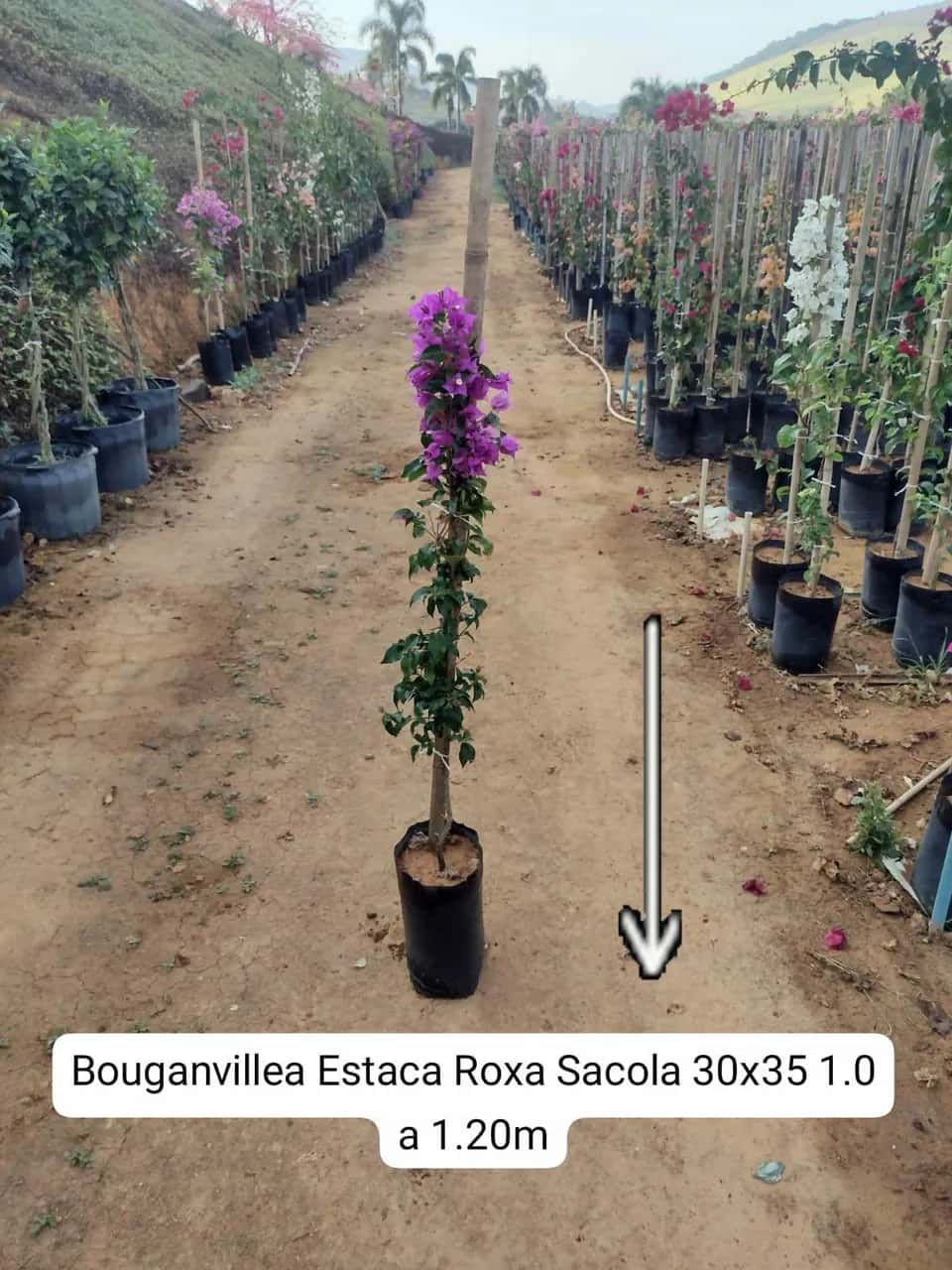 Foto: Buganvília estaca roxa no viveiro do Horto Moura Brasil (etiqueta: “Bouganvillea Estaca Roxa Sacola 30x35 1.0 a 1.20m”).