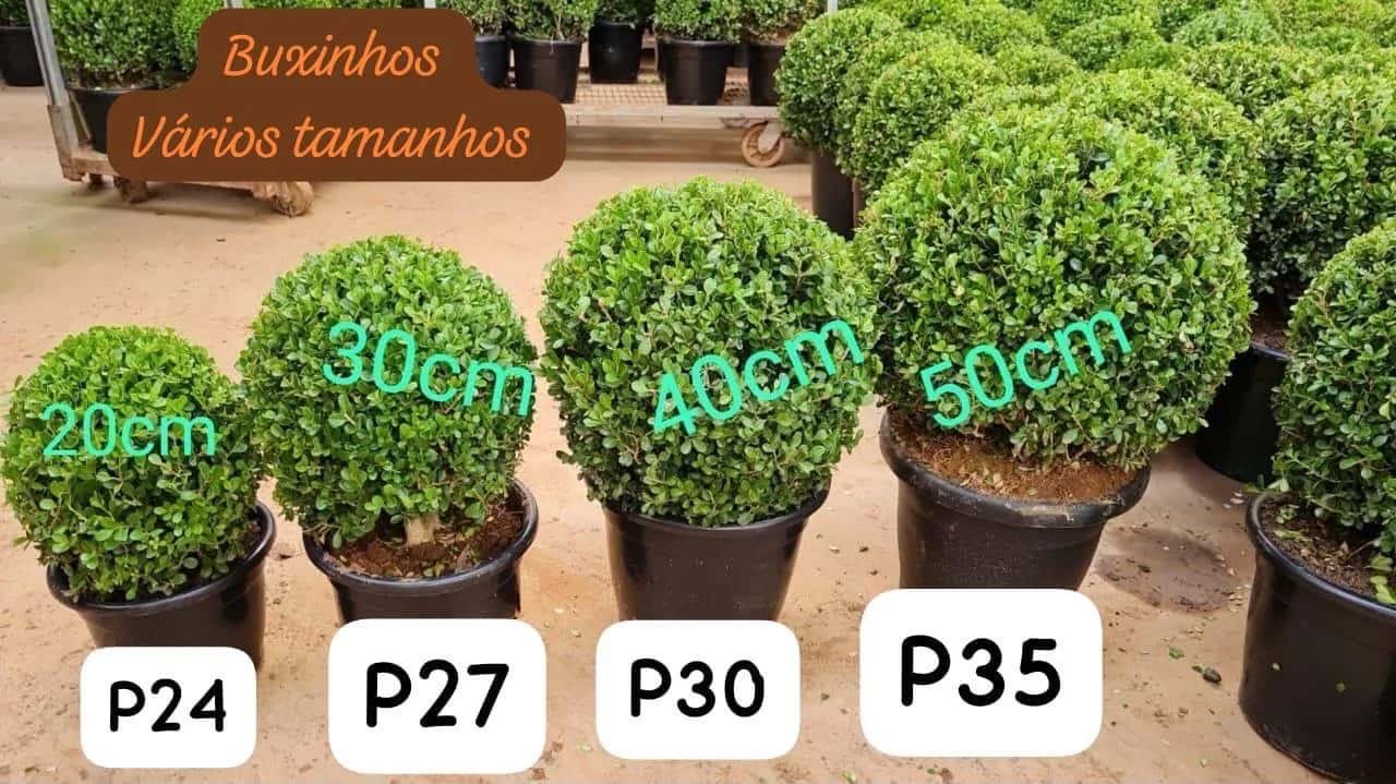 Foto: Buxinho no viveiro do Horto Moura Brasil (etiqueta: “Buxinhos Vários tamanhos · 20cm · 30cm · 40cm · 50cm · P24 · P27 · P30 · P35”).