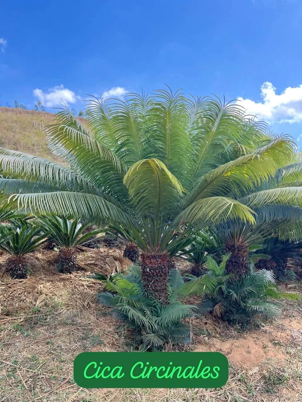 Foto: Cica-circinalis no viveiro do Horto Moura Brasil (etiqueta: “Cica Circinales”).
