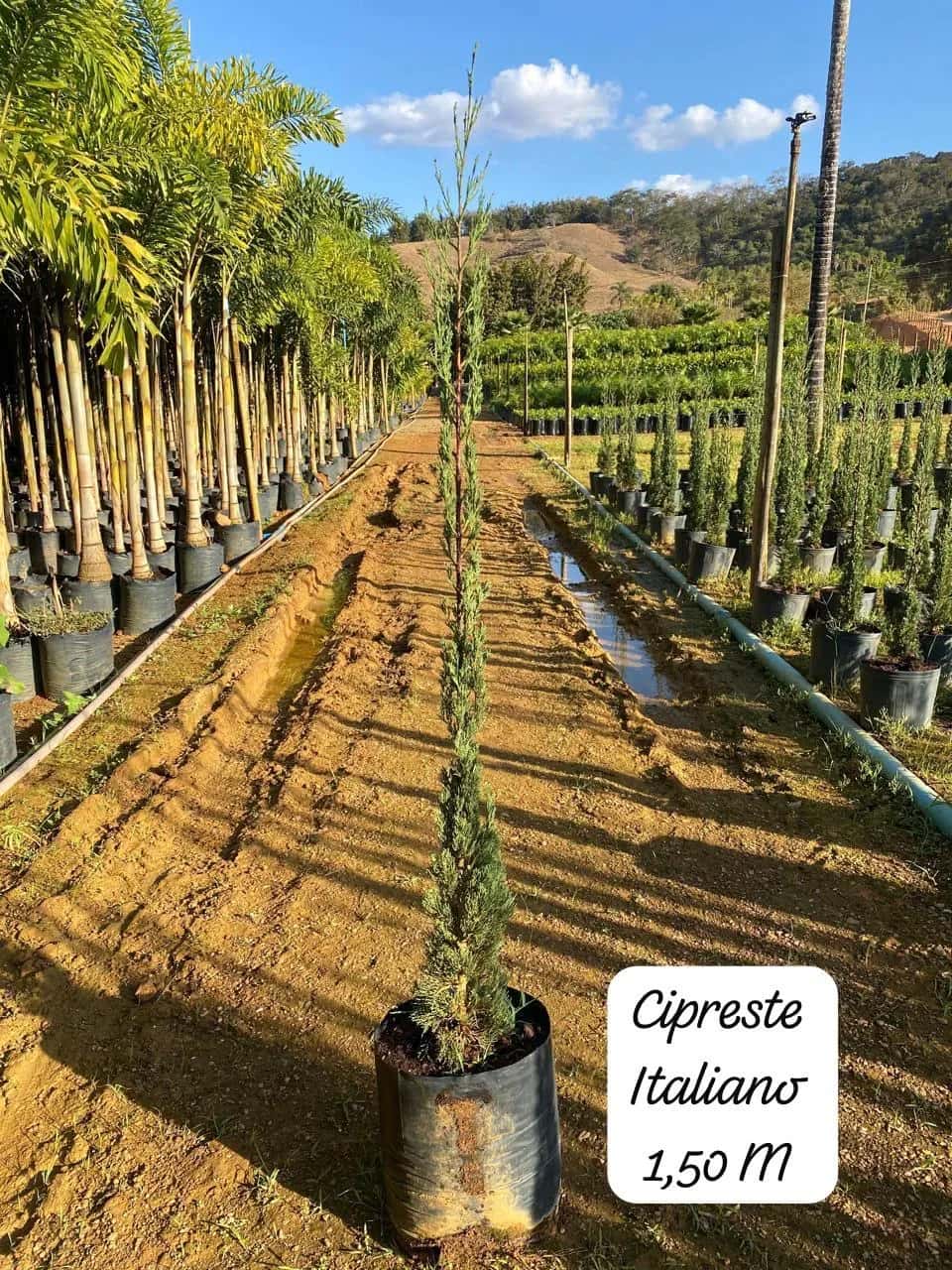 Foto: Cipreste-italiano no viveiro do Horto Moura Brasil (etiqueta: “Cipreste Italiano 1,50 M”).