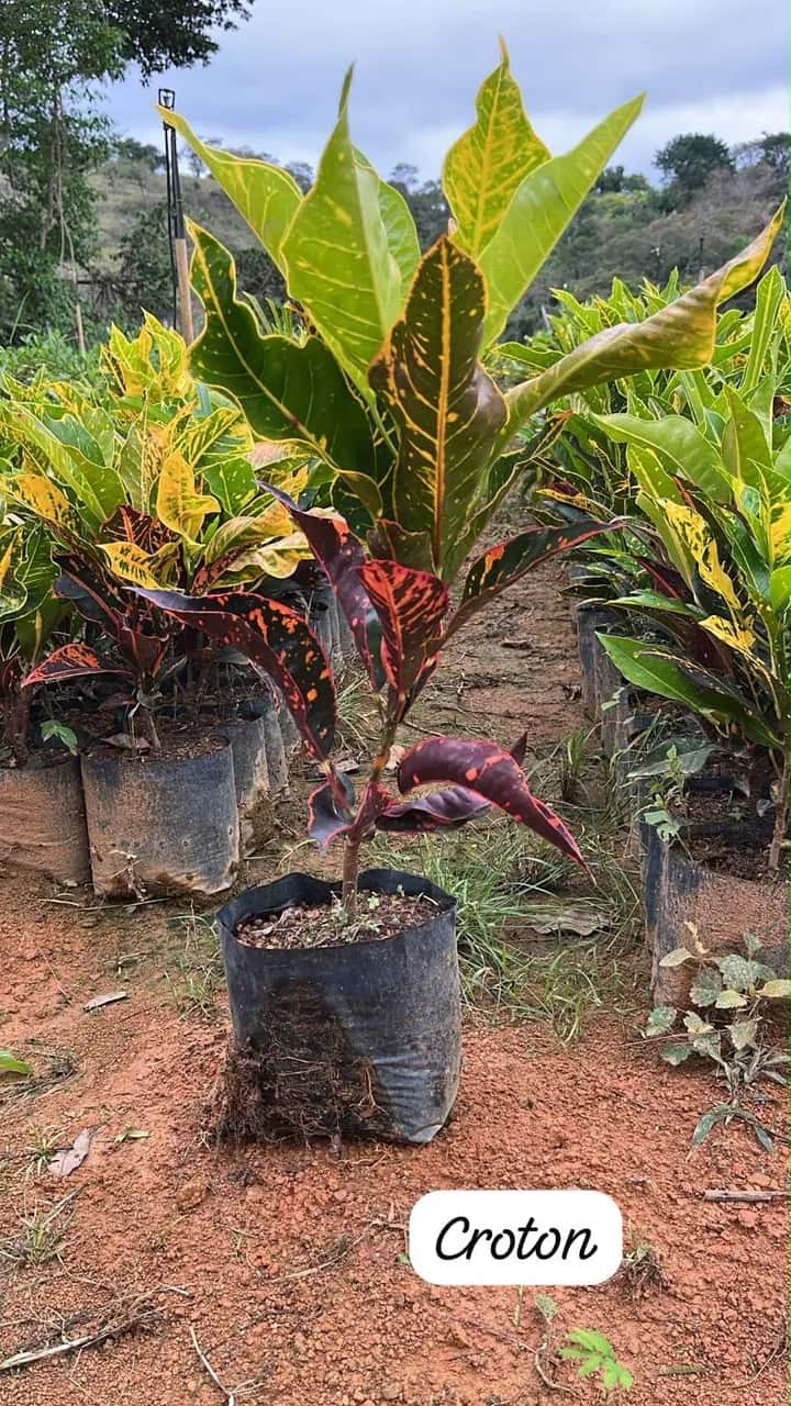 Foto: Croton no viveiro do Horto Moura Brasil (etiqueta: “Croton”).