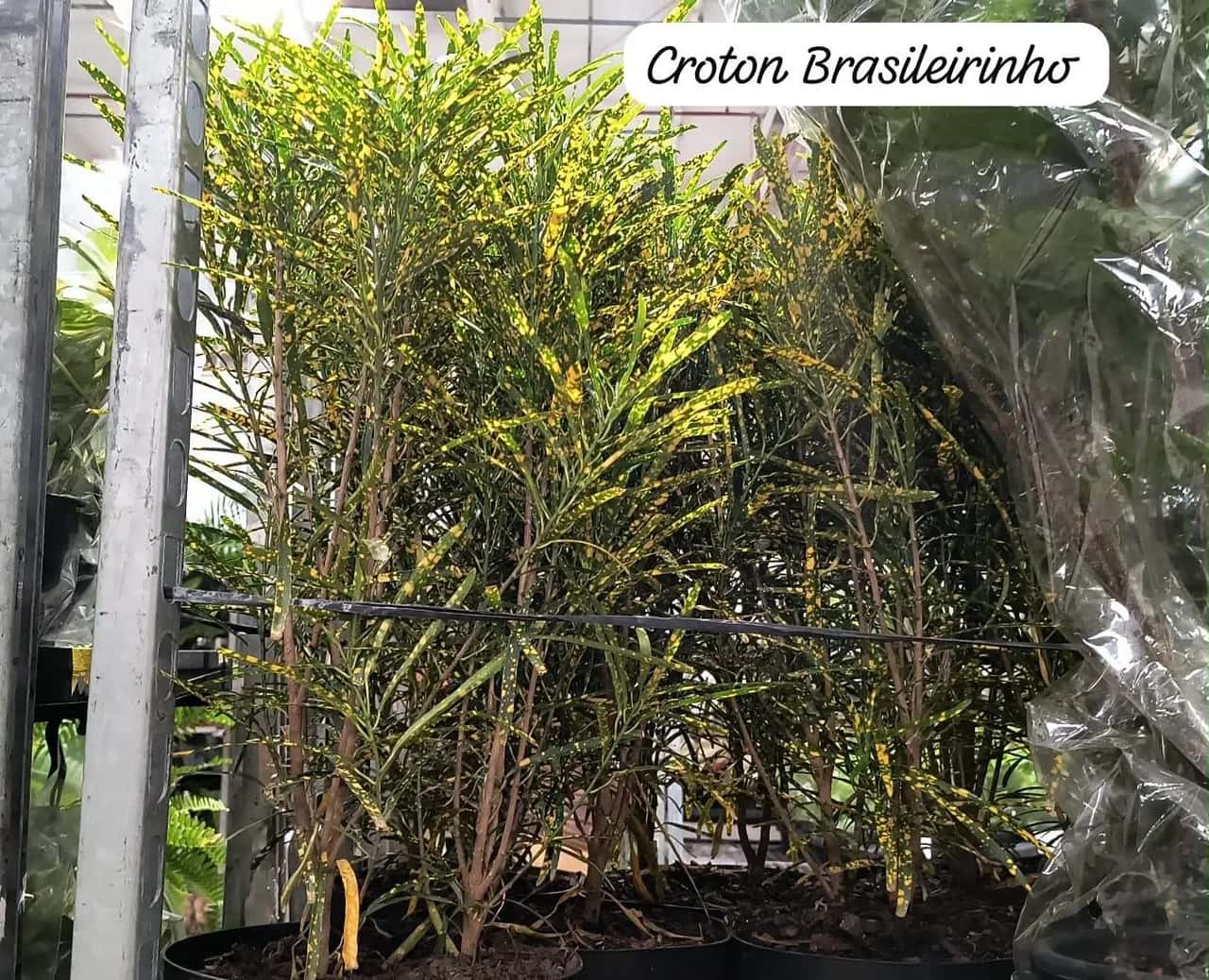 Foto: Croton Brasileirinho no viveiro do Horto Moura Brasil (etiqueta: “Croton Brasileirinho”).