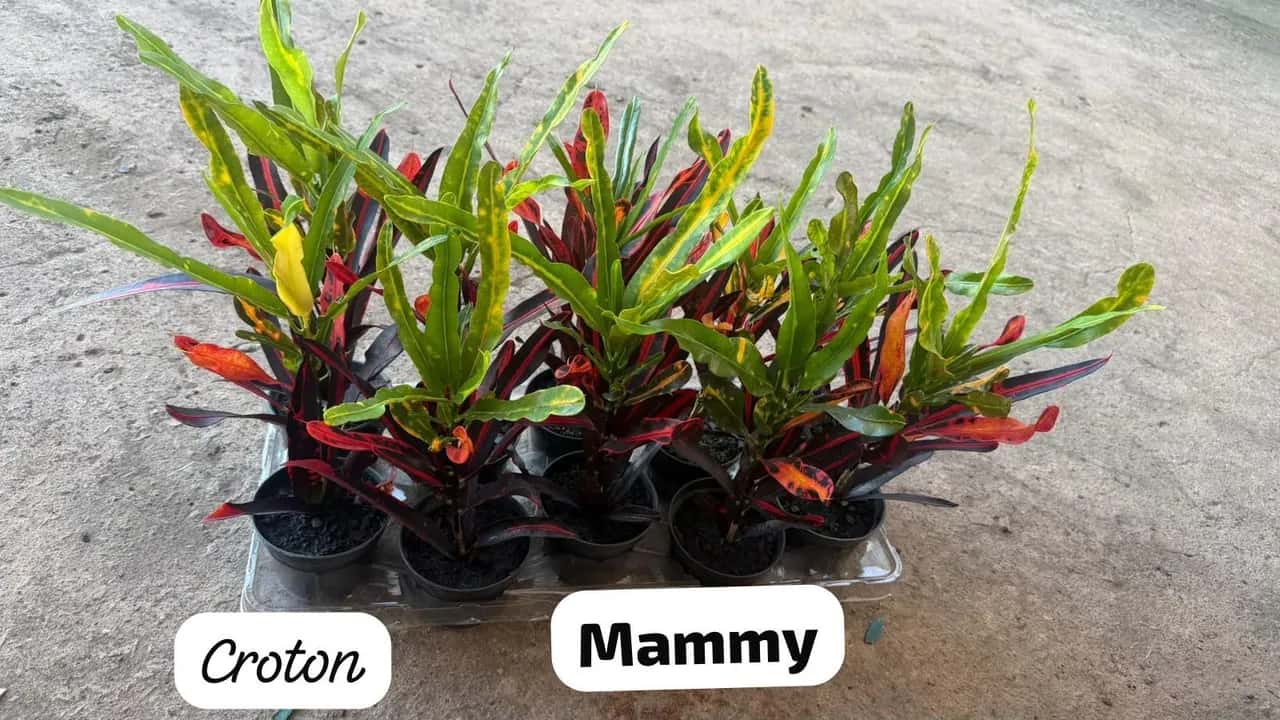 Foto: Croton Mammy no viveiro do Horto Moura Brasil (etiqueta: “Croton · Mammy”).