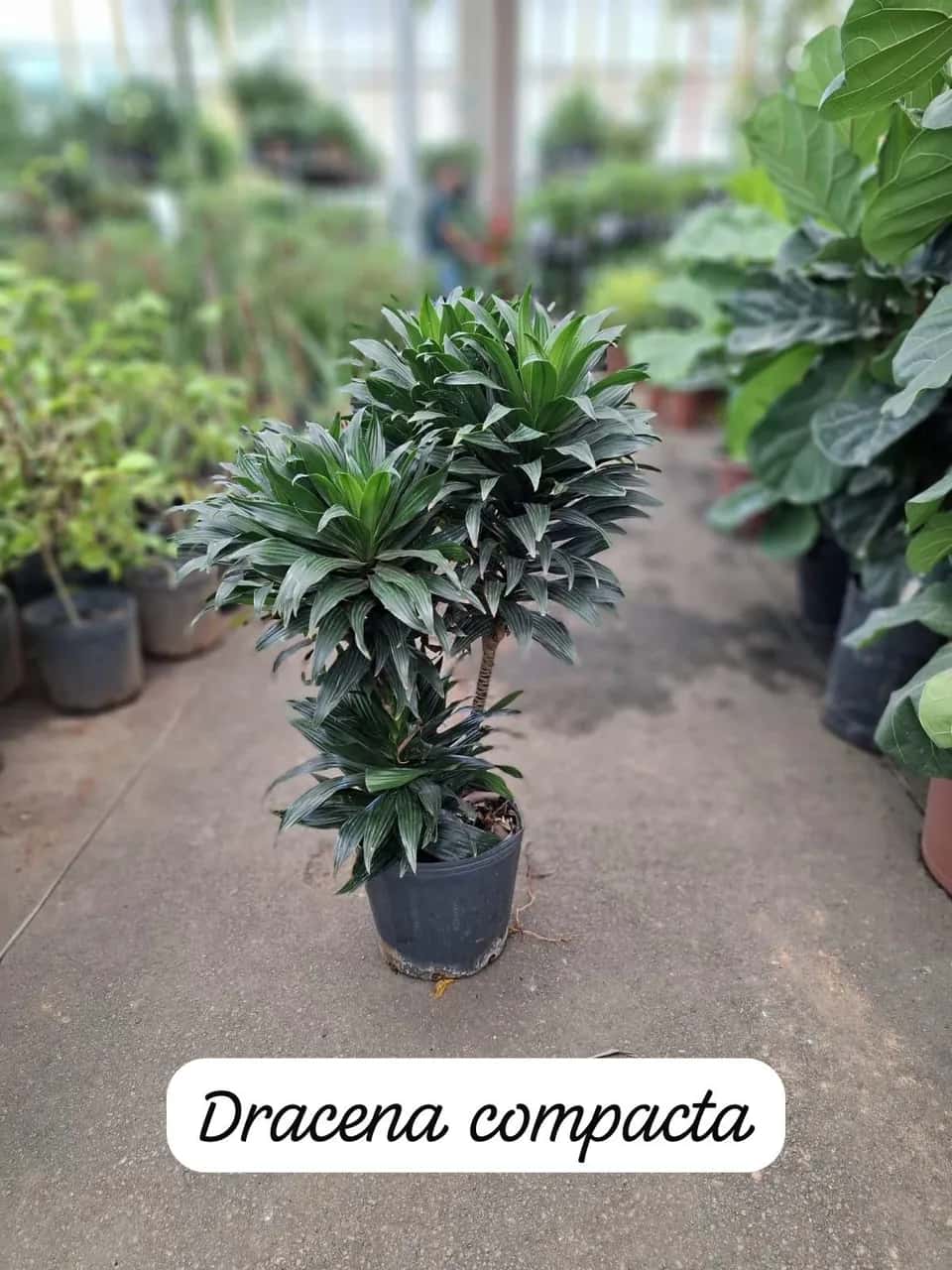 Foto: Dracena compacta no viveiro do Horto Moura Brasil (etiqueta: “Dracena compacta”).