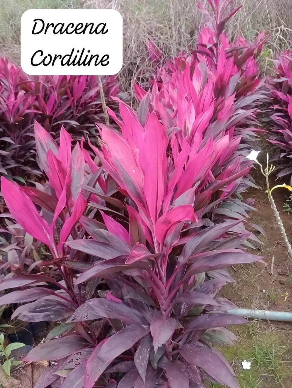Foto: Dracena cordiline no viveiro do Horto Moura Brasil (etiqueta: “Dracena Cordiline”).