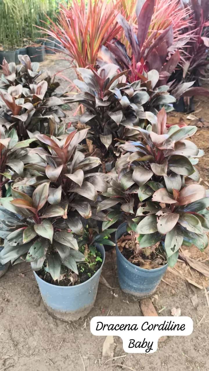 Foto: Dracena cordiline no viveiro do Horto Moura Brasil (etiqueta: “Dracena Cordiline Baby”).