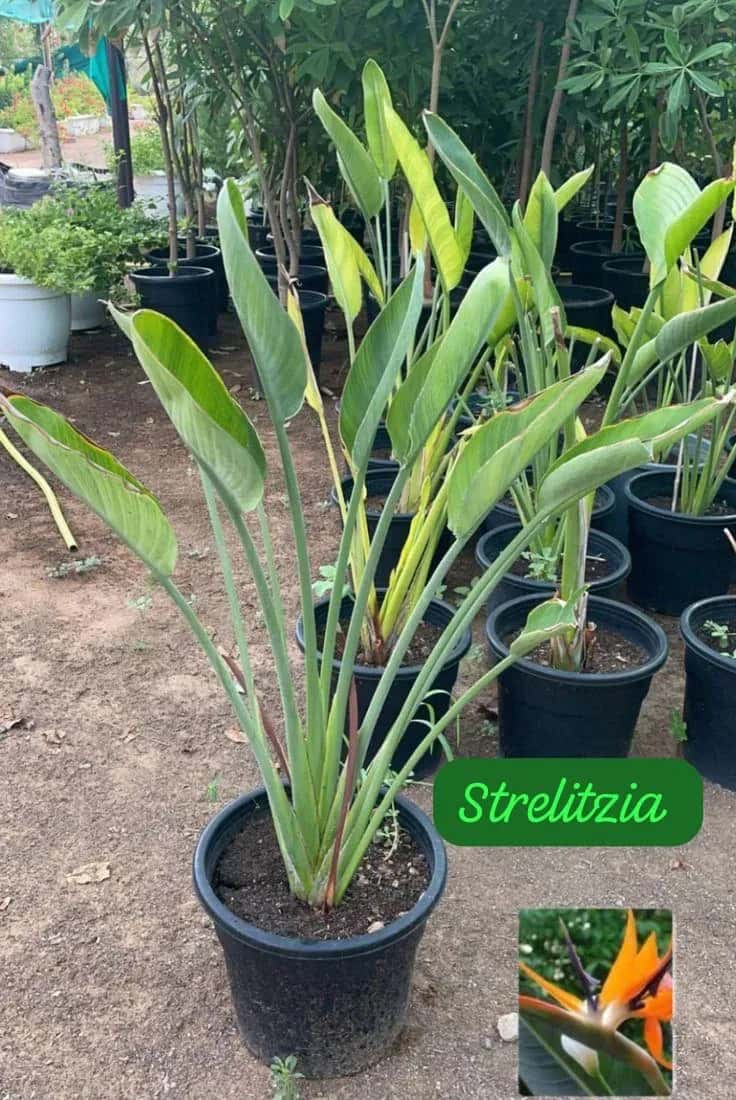 Foto: Estrelítzia no viveiro do Horto Moura Brasil (etiqueta: “Strelitzia”).