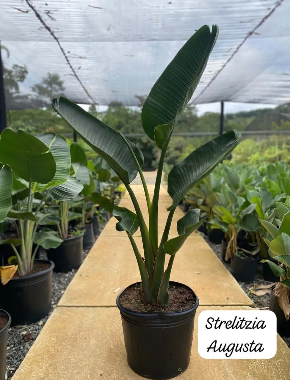 Foto: Estrelítzia augusta no viveiro do Horto Moura Brasil (etiqueta: “Strelitzia Augusta”).