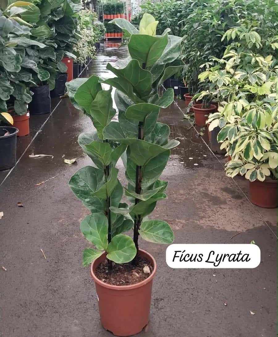 Foto: Fícus lyrata no viveiro do Horto Moura Brasil (etiqueta: “Fícus Lyrata”).