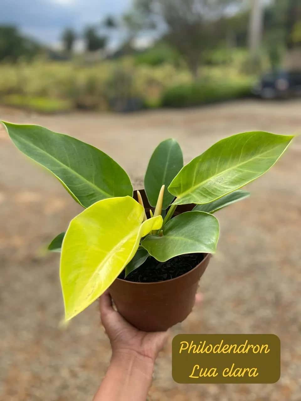 Foto: Filodendro Lua Clara no viveiro do Horto Moura Brasil (etiqueta: “Philodendron Lua clara”).