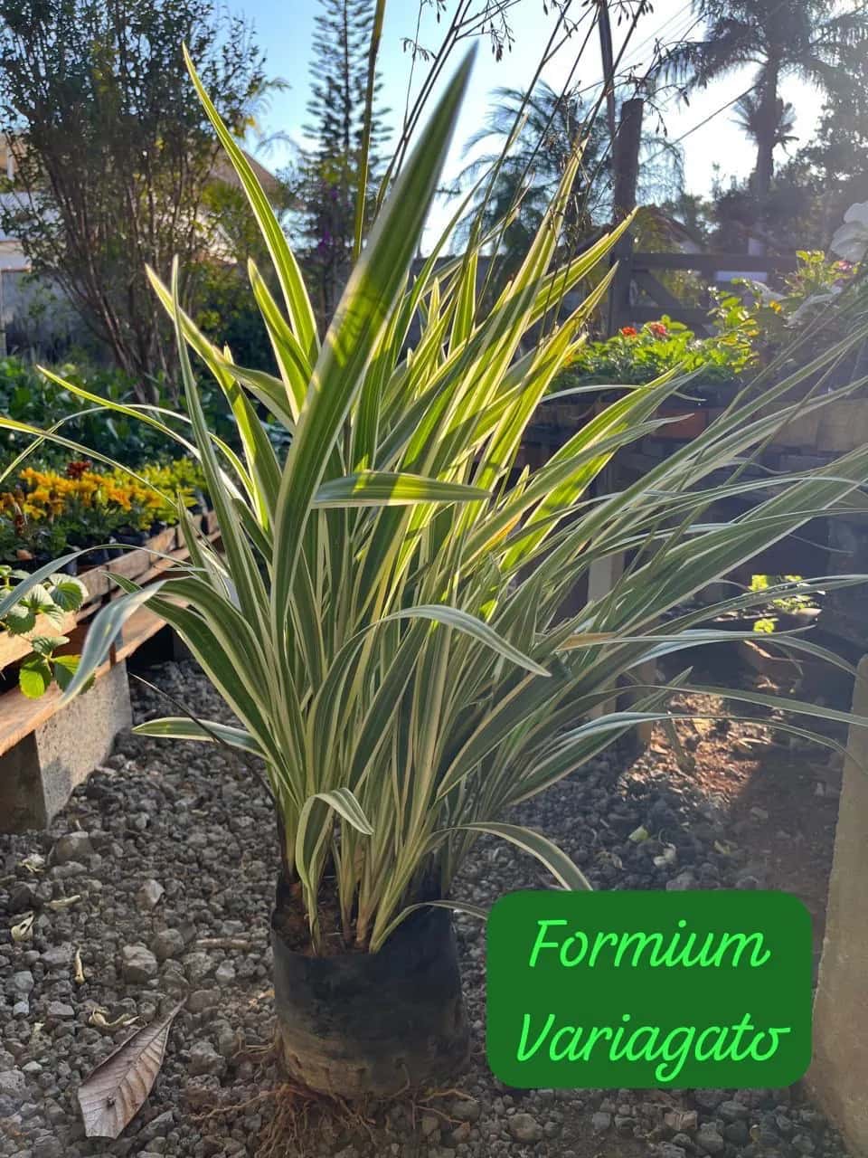 Foto: Fórmio variegado no viveiro do Horto Moura Brasil (etiqueta: “Formium Variagato”).