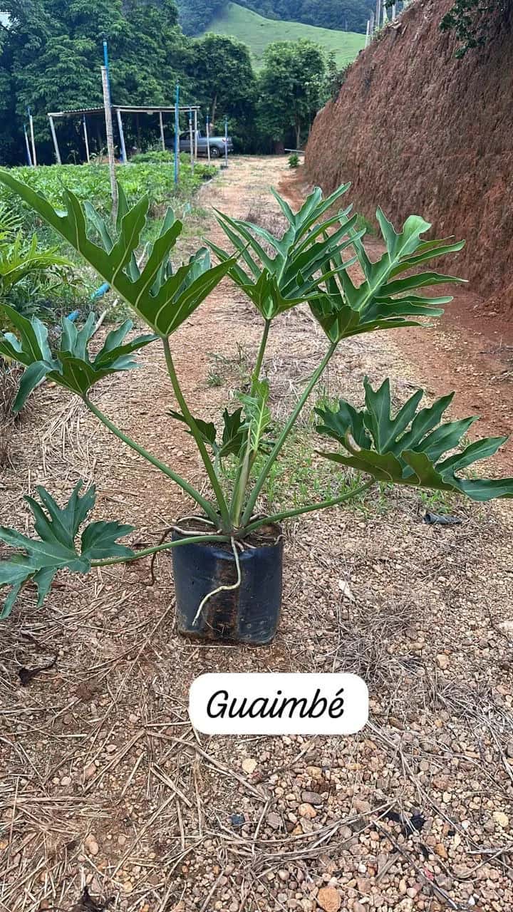 Foto: Guaimbê no viveiro do Horto Moura Brasil (etiqueta: “Guaimbé”).
