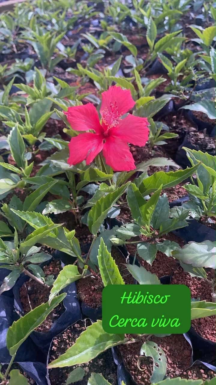 Foto: Hibisco cerca-viva no viveiro do Horto Moura Brasil (etiqueta: “Hibisco Cerca viva”).